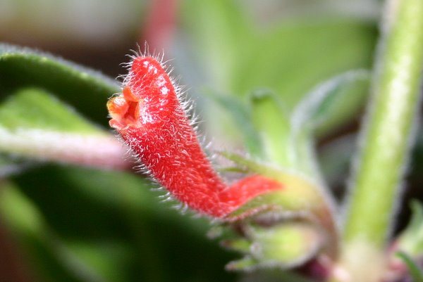 http://www.cloudjungle.com/CloudJungle/Gesneriaceae/Nematanthus/Nematanthus fissus flower2.jpg